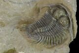 Excellent Cyphaspides Trilobite - Jorf, Morocco #131327-4